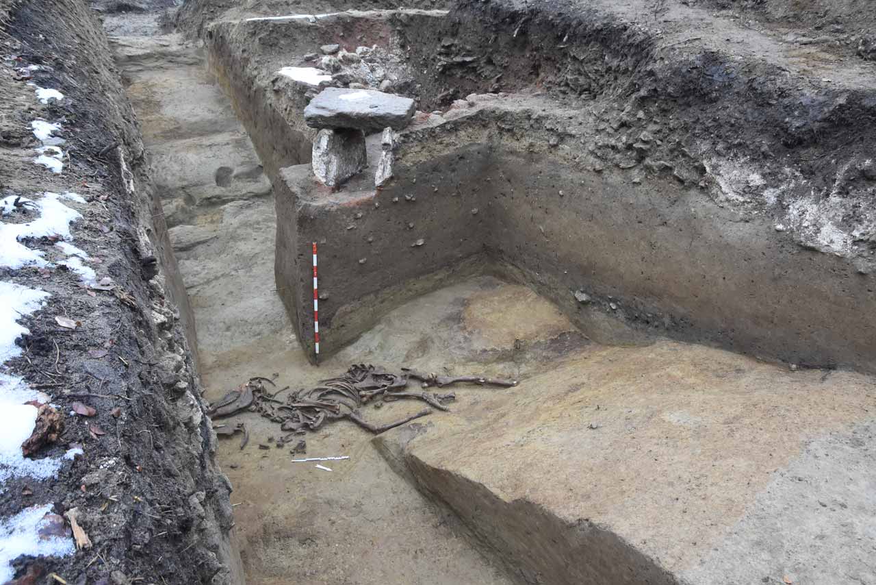 Vue d’un sondage réalisé en 2020 au Bois de Châtel. Squelette d’un cheval déposé au fond du fossé défensif.